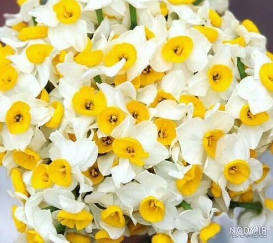عکس گل نرگس وحشی عکس گل نرگس وحشی
