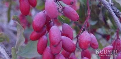 قیمت زرشک کوهی
