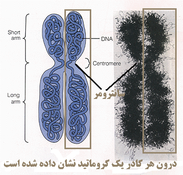 ماسارو ایموتو آب زمزم