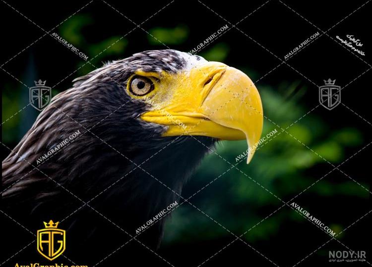 محل زندگی عقاب طلایی