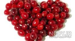 کاشت درخت زغال اخته