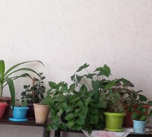 عکس گل هاتون نی نی سایت
