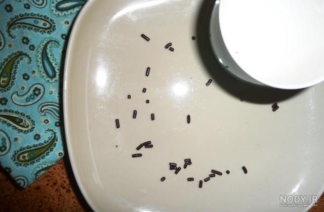 آیا خون سوسک نجس است