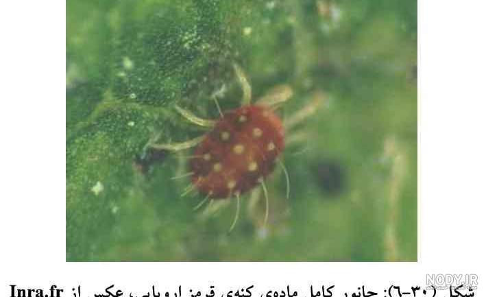 از بین بردن عنکبوت در گلدان از بین بردن عنکبوت در گلدان