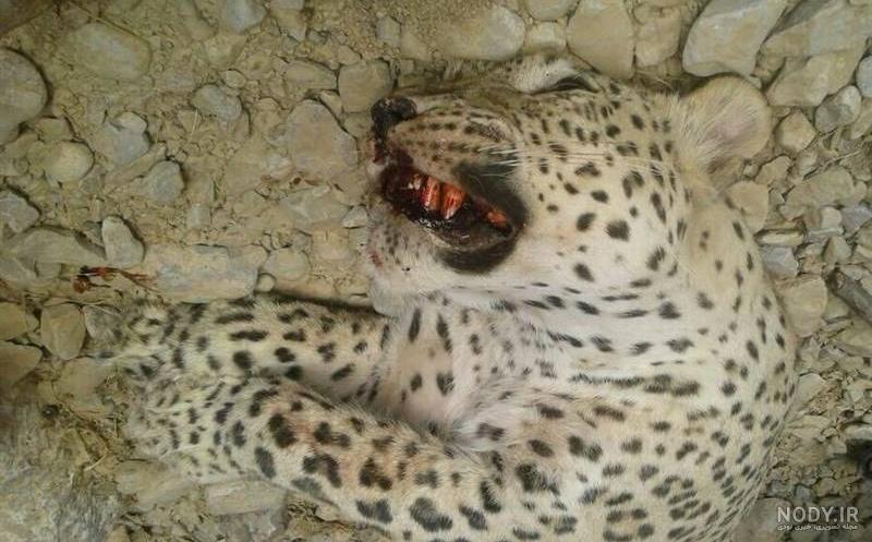 اسم واقعی مانی در سریال ماه و پلنگ اسم واقعی مانی در سریال ماه و پلنگ