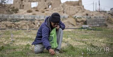 بهترین زمان کاشت زعفران در خراسان رضوی