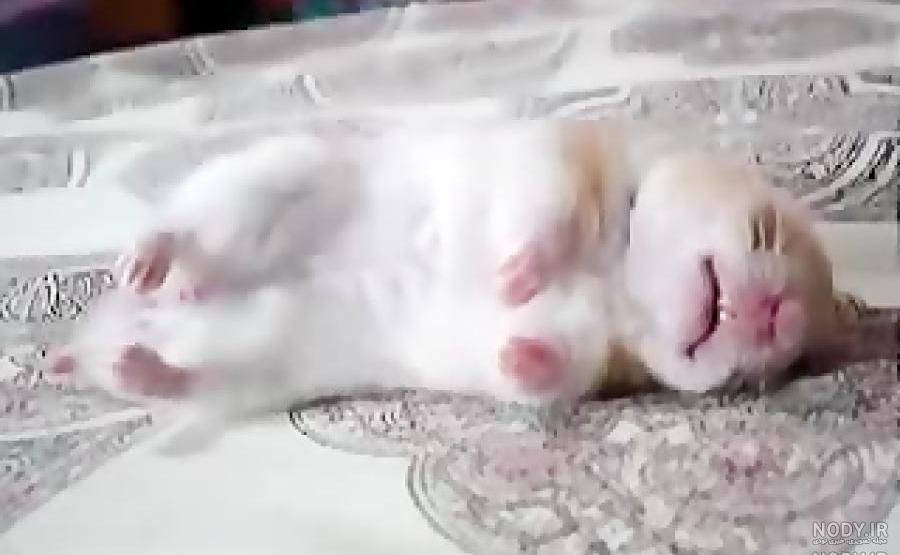 بیوگرافی مونا انوری زاده بیوگرافی مونا انوری زاده