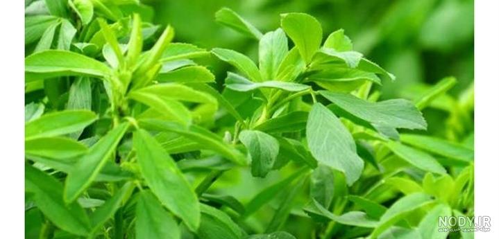 تصویر گیاه یونجه تصویر گیاه یونجه
