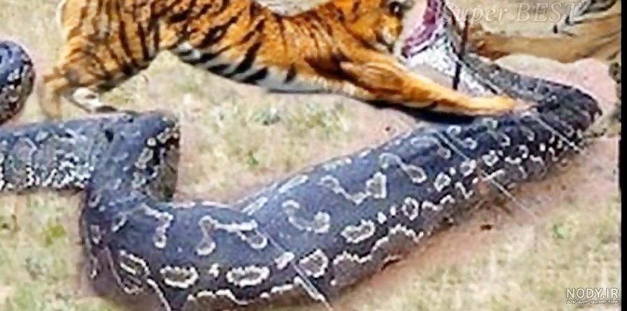 جنگ شیر سفید با شیر زرد جنگ شیر سفید با شیر زرد