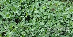 خواص یونجه برای کم خونی خواص یونجه برای کم خونی