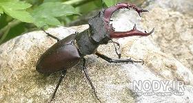 خوردن سوسک