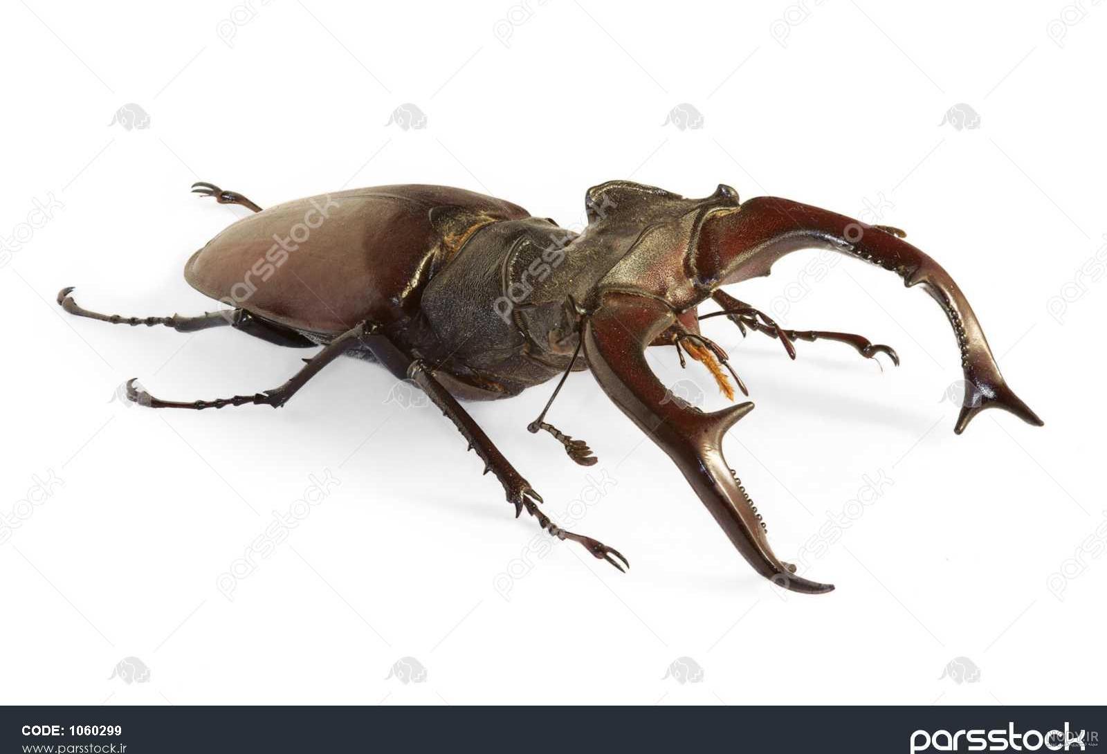 خوردن سوسک