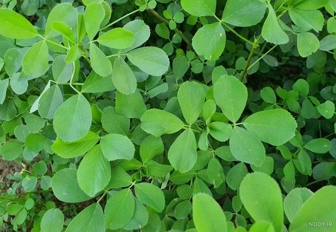 عوارض یونجه عوارض یونجه