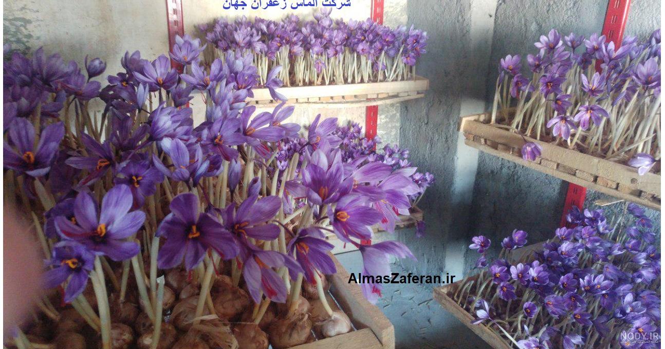 عکس از کاشت زعفران