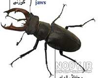 عکس سوسک شاخ گوزنی