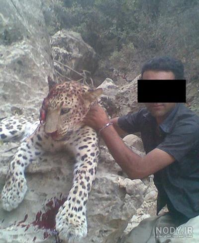 عکس شیر عصبانی عکس شیر عصبانی