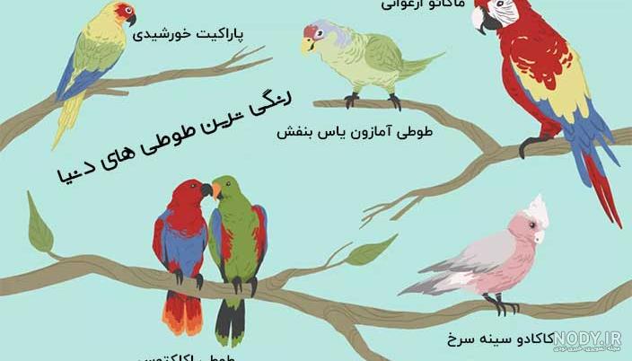 عکس طوطی ها عکس طوطی ها