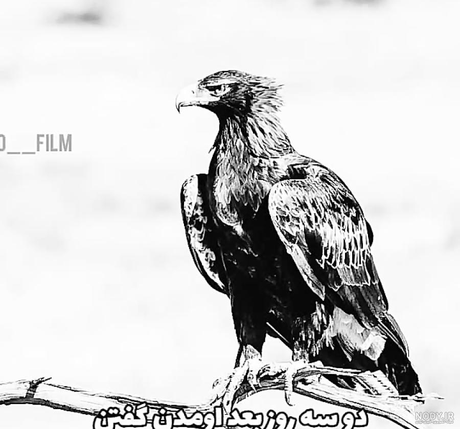 عکس عقاب خنده دار عکس عقاب خنده دار