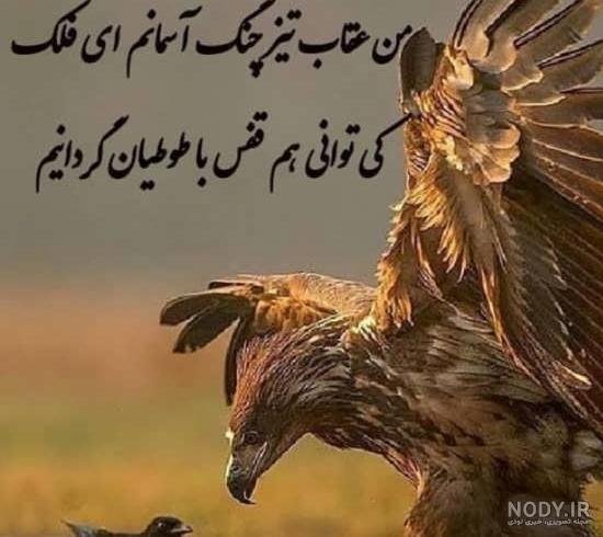 عکس عقاب واقعی عکس عقاب واقعی