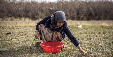 عکس مراحل کاشت زعفران