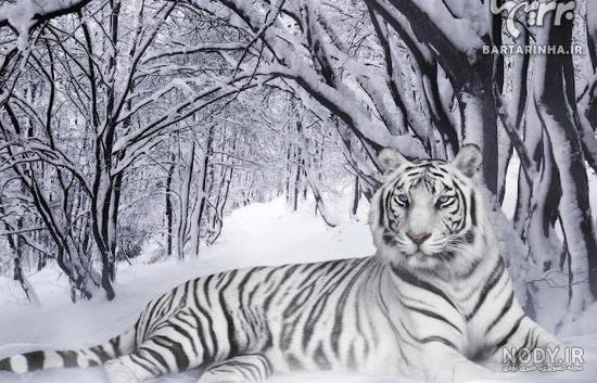 عکس نقاشی ببر ساده