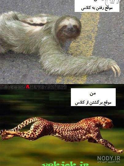 عکس های خنده دار یوز پلنگ عکس های خنده دار یوز پلنگ