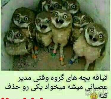 عکس پروفایل گروه دوستانه دخترانه عکس پروفایل گروه دوستانه دخترانه