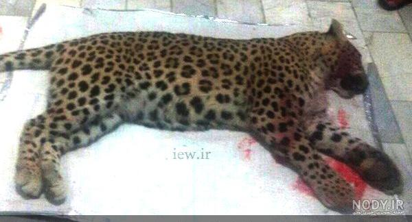 عکس پلنگ واقعی عکس پلنگ واقعی