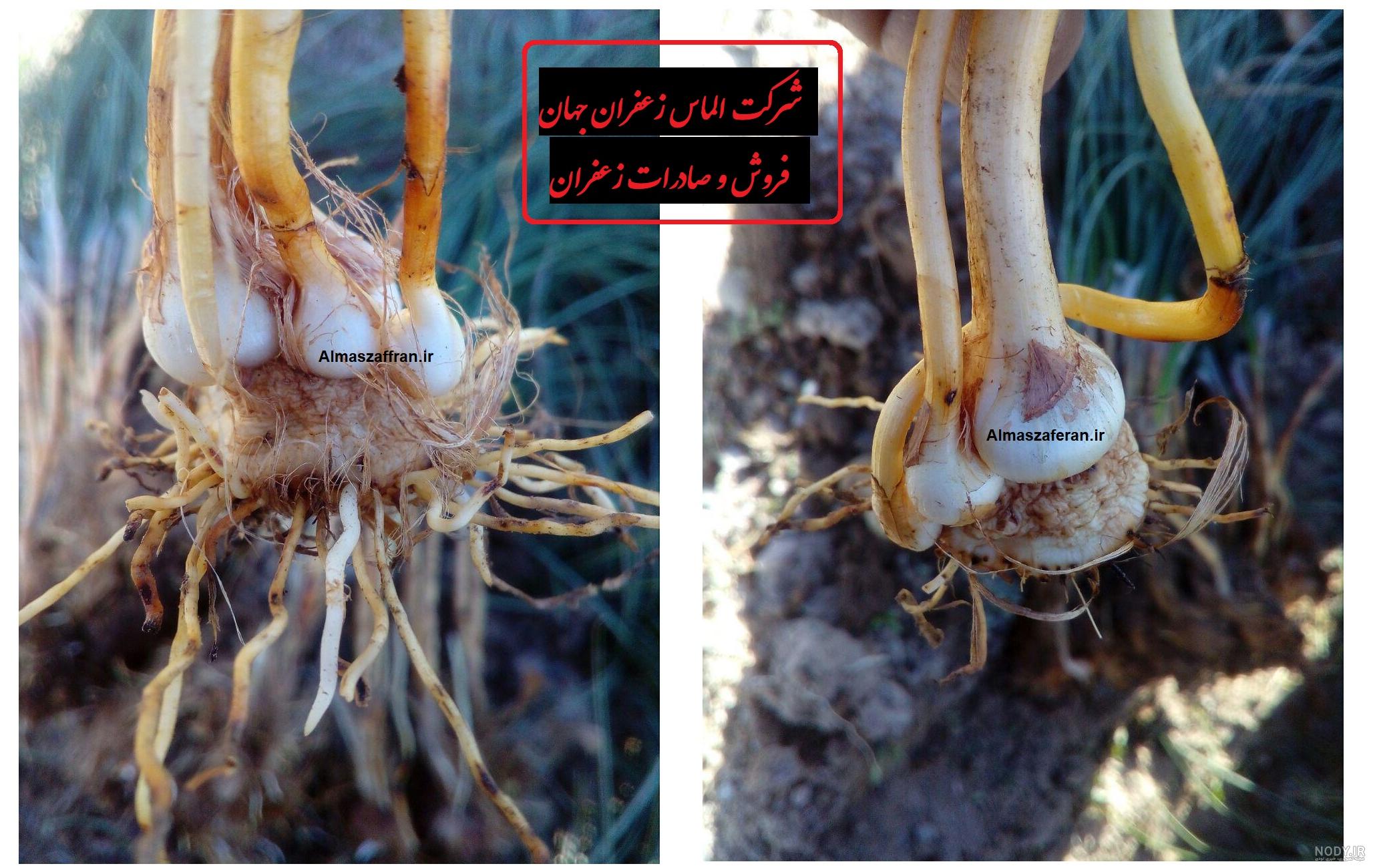 عکس کاشت زعفران در گلدان
