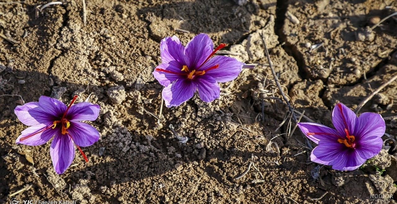 عکس کاشت زعفران گلخانه ای