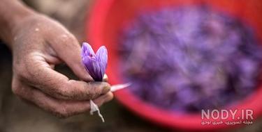 عکس کاشت پیاز زعفران