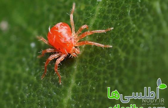 عکس کنه قرمز