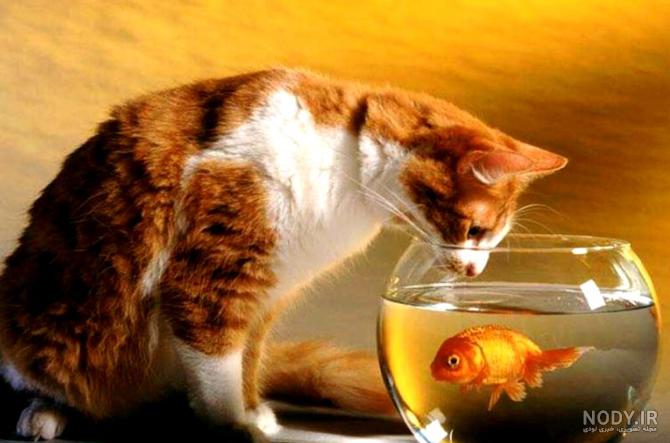 عکس گربه نقاشی عکس گربه نقاشی