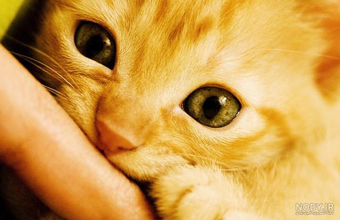 عکس گربه پرشین عکس گربه پرشین