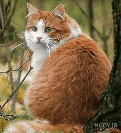 عکس گربه گوگولی عکس گربه گوگولی