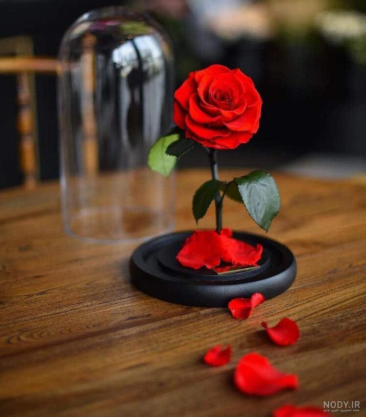 عکس گل زیبا
