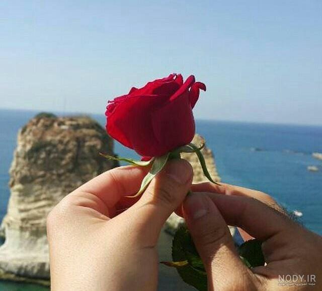 عکس گل های زیبا