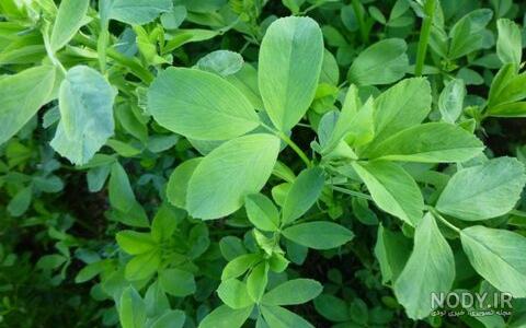 عکس گیاه یونجه