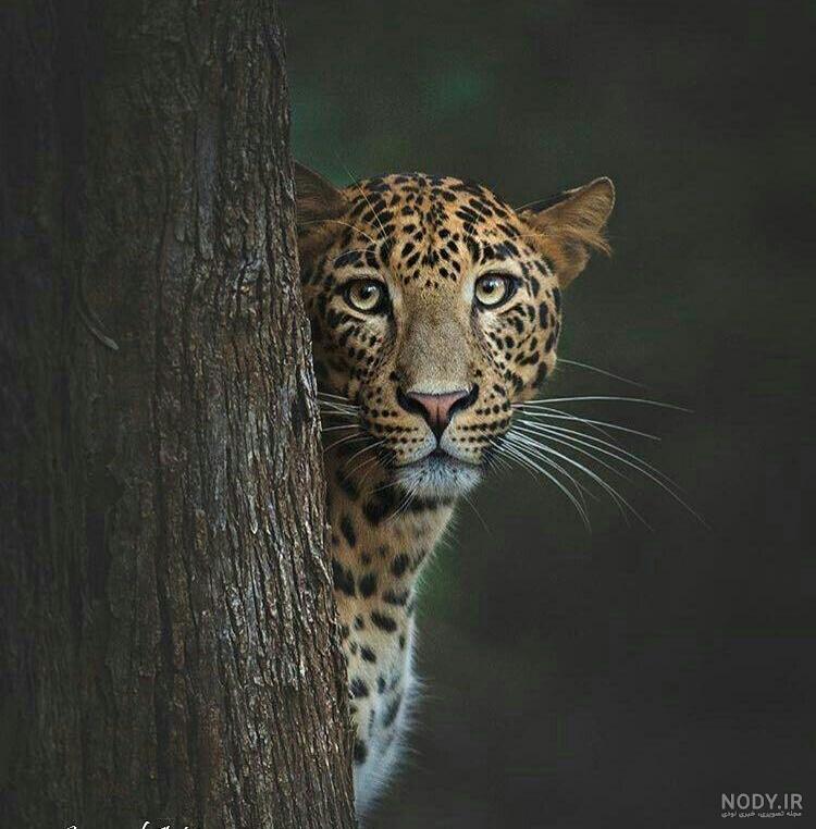 فیلم نقاشی پلنگ