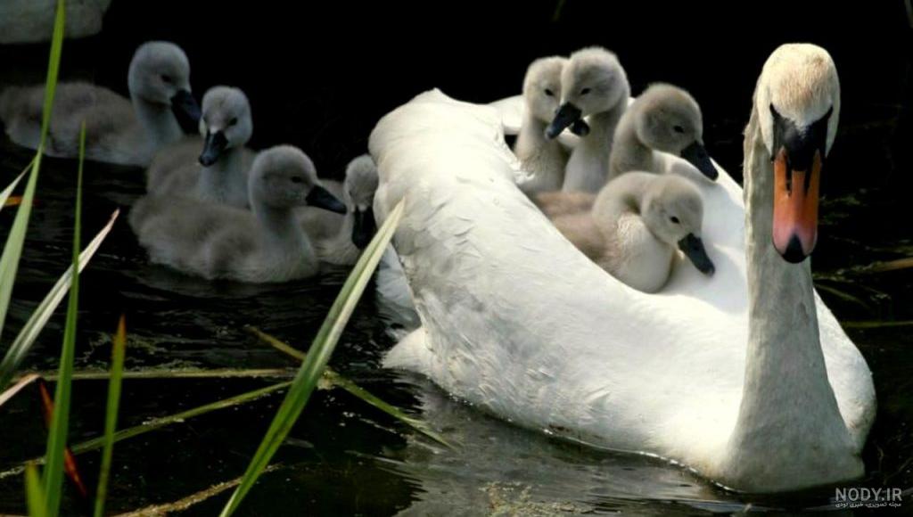 قیمت قو سیاه قیمت قو سیاه