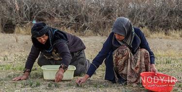 هزینه کاشت زعفران در خانه