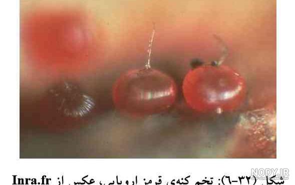 کنه قرمز خونی کنه قرمز خونی
