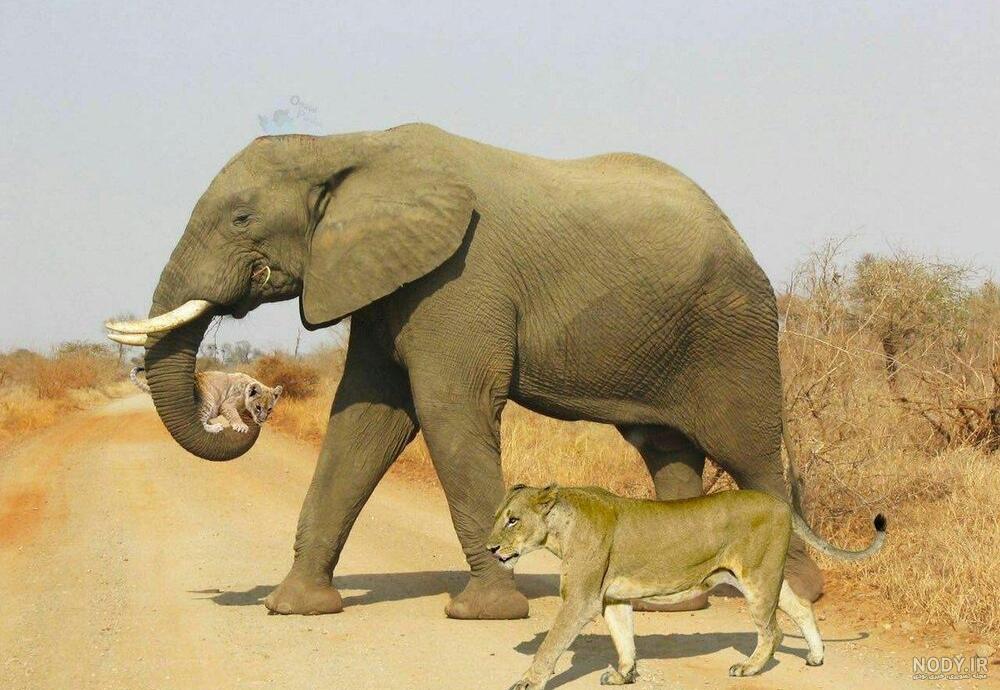 جنگ ببر و اسب ابی جنگ ببر و اسب ابی