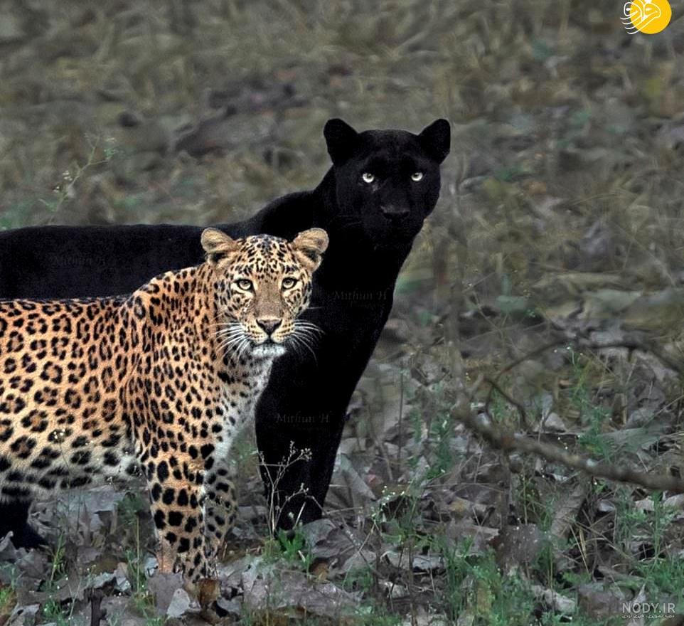 صدای شیر کوهی صدای شیر کوهی