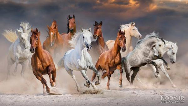 عکس اسب های وحشی با کیفیت بالا عکس اسب های وحشی با کیفیت بالا