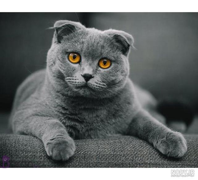 عکس گربه اسکاتیش آنفولد عکس گربه اسکاتیش آنفولد