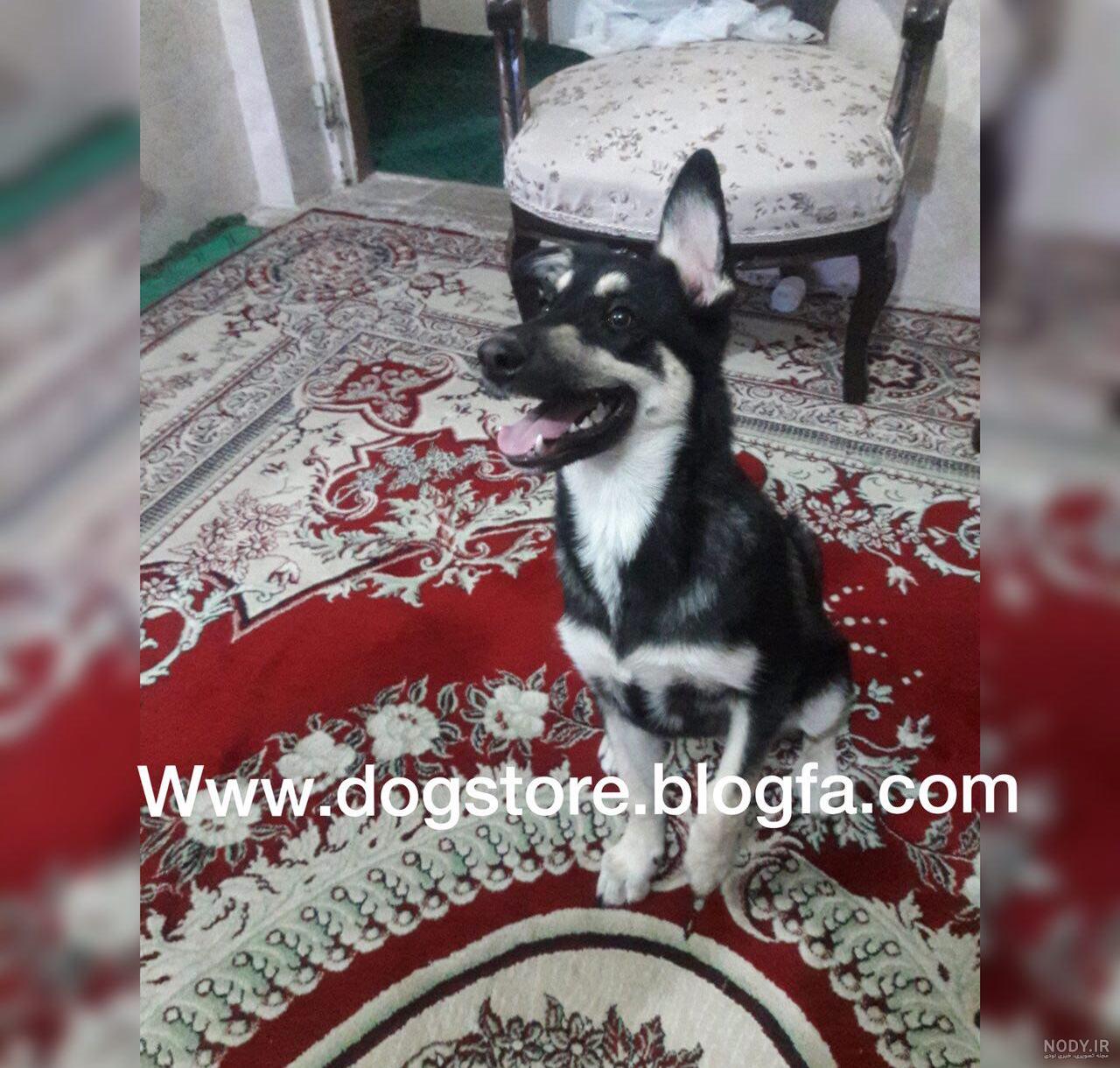 معایب سگ میکس معایب سگ میکس