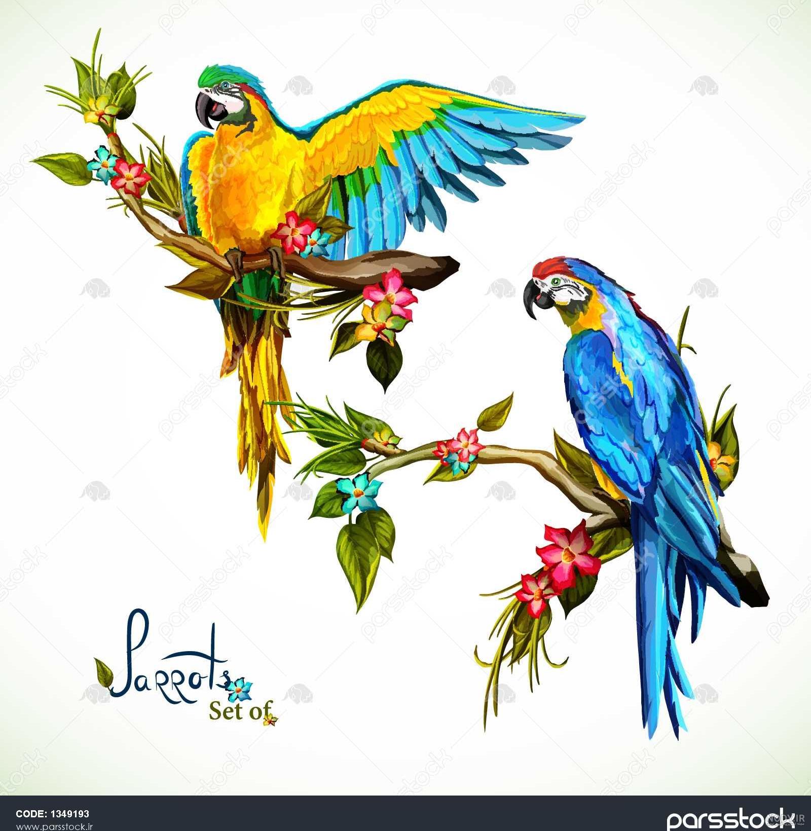 نقاشی طوطی در قفس ساده نقاشی طوطی در قفس ساده
