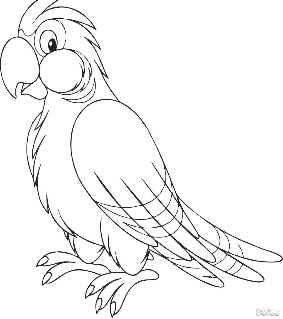 نقاشی طوطی ساده نقاشی طوطی ساده