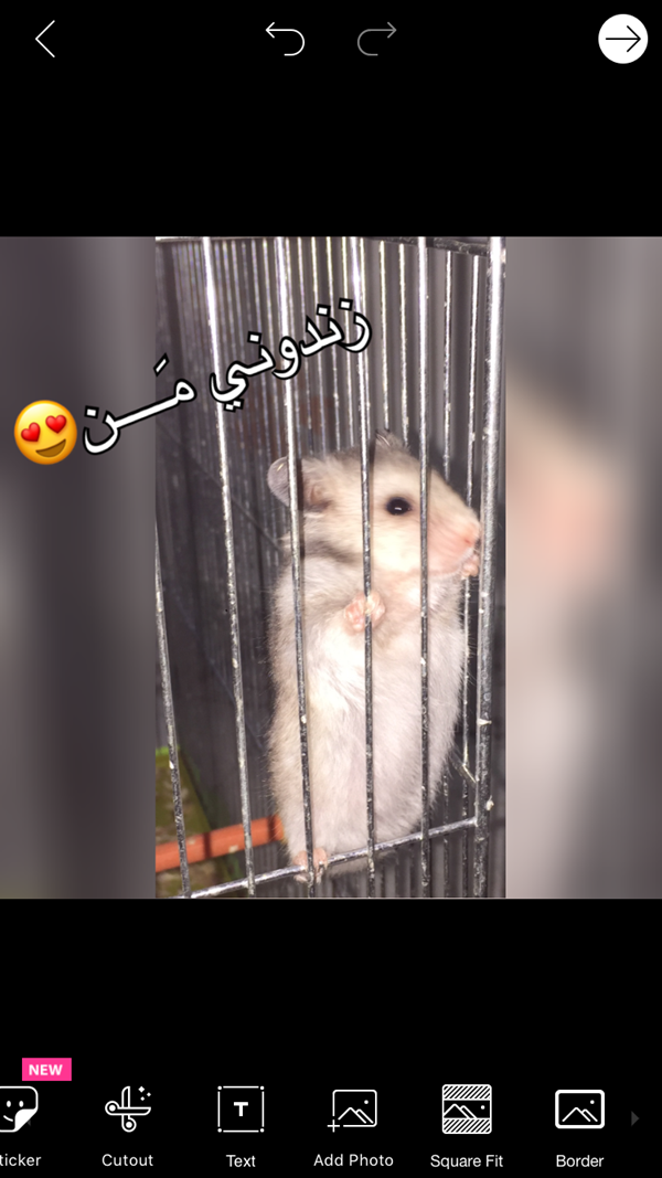 کیا خوکچه دارن نی نی سایت کیا خوکچه دارن نی نی سایت